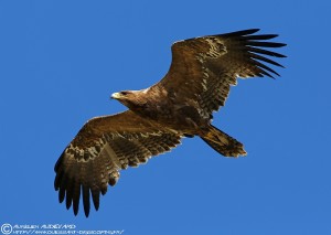 Aigle des steppes