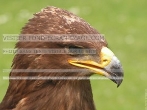 Aigle des steppes