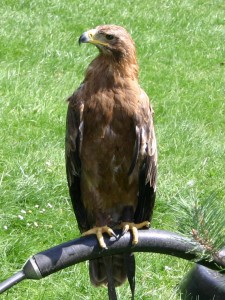 Aigle des steppes