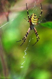 Argiope frelon