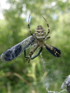 Argiope frelon