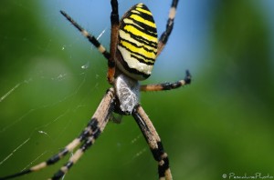 Argiope frelon