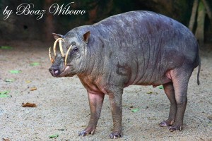Babiroussa