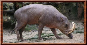 Babiroussa