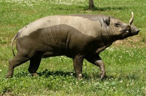 Babiroussa