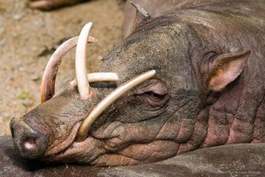 Babiroussa