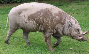 Babiroussa