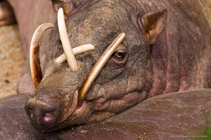 Babiroussa