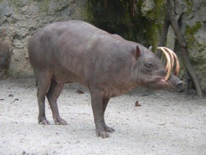Babiroussa