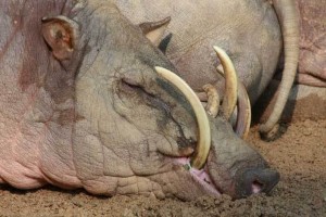 Babiroussa