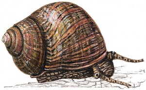 Bigorneau