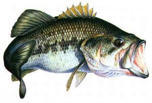 Blackbass