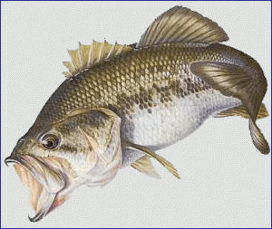 Blackbass