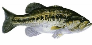 Blackbass
