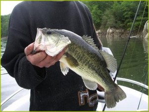 Blackbass