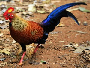 Coq de Lafayette