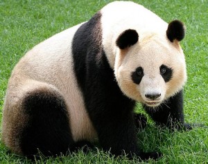 Grand panda