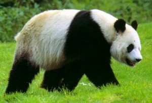 Grand panda