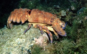 Grande cigale de mer