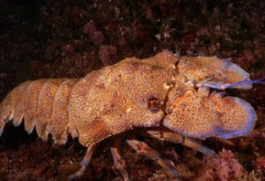 Grande cigale de mer