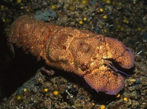 Grande cigale de mer