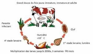 Grande douve du foie