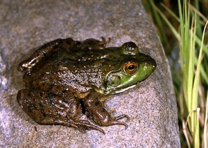 Grenouille-taureau