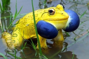 Grenouille-taureau
