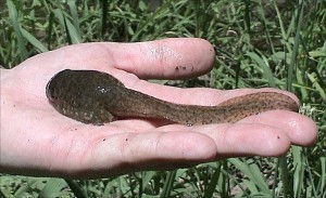 Grenouille-taureau