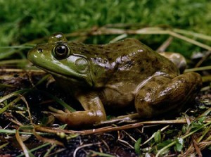 Grenouille-taureau