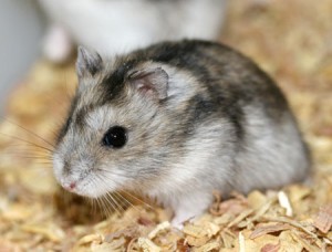 Hamster russe