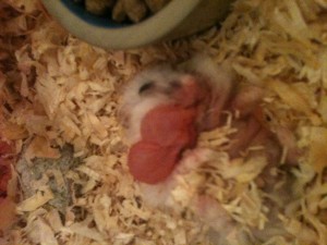 Hamster russe