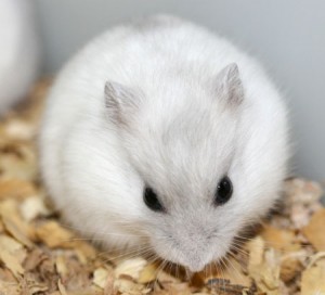 Hamster russe