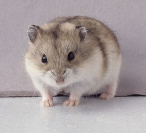 Hamster russe
