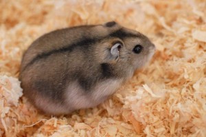 Hamster russe