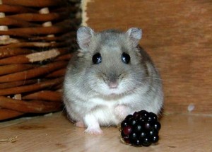 Hamster russe
