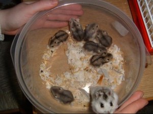 Hamster russe