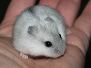 Hamster russe
