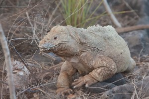 Iguane terrestre de Santa Fe