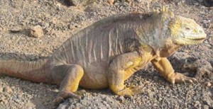 Iguane terrestre de Santa Fe