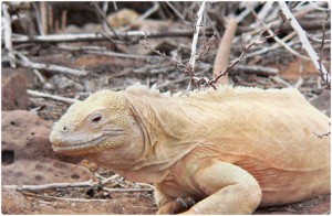 Iguane terrestre de Santa Fe