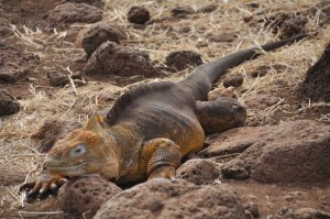 Iguane terrestre de Santa Fe