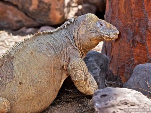 Iguane terrestre de Santa Fe