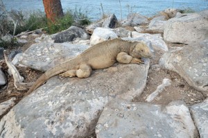Iguane terrestre de Santa Fe