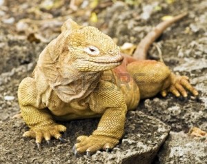 Iguane terrestre de Santa Fe