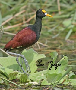 Jacana