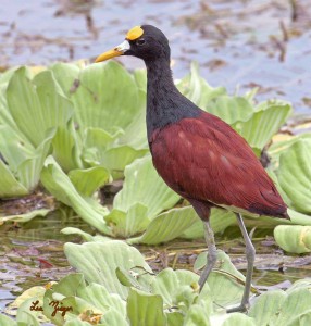 Jacana
