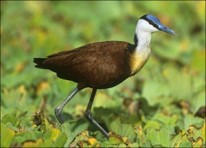 Jacana