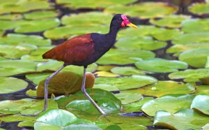 Jacana