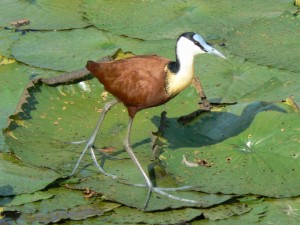 Jacana